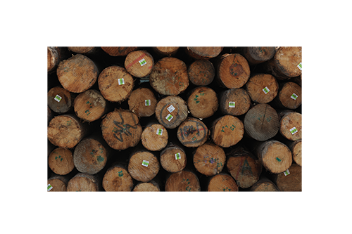 原木